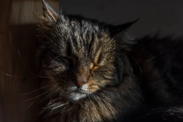 Τάμπι Καφέ Γκρι Γάτα Μακριά Αυτιά Και Πράσινα Όμορφα Μάτια — Φωτογραφία Αρχείου