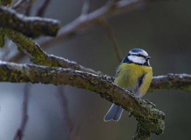 Soğuk kış bulutlu bir günde ağaçtaki tavuk rengi kuş.