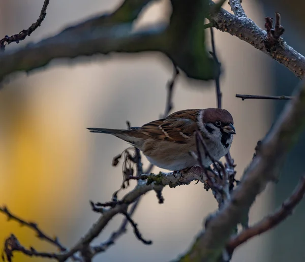 Sparrow Bird Cold Winter Cloudy Snowy Day — 图库照片