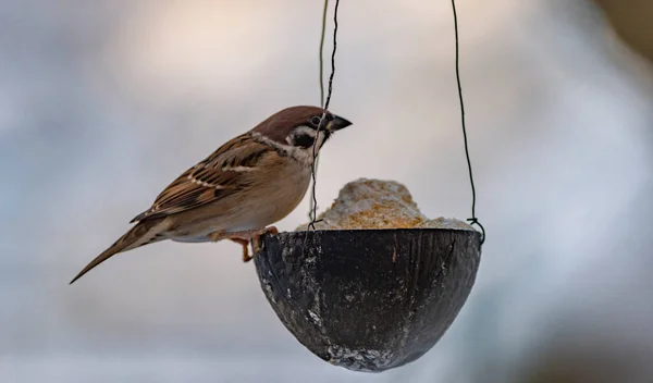 Sparrow Bird Cold Winter Cloudy Snowy Day — 图库照片