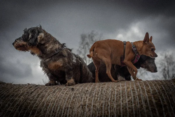 Cães Texugo Bola Feno Inverno Nublado Escuro Dia Fresco — Fotografia de Stock