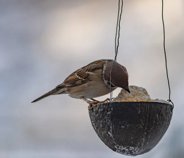 寒い冬の曇りの雪の日に雀鳥 — ストック写真