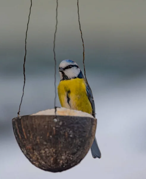 寒い冬の曇りの日に木の枝上のチカディ色の鳥 — ストック写真
