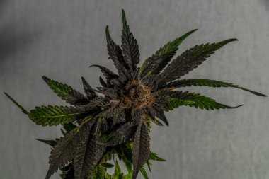 Fransız kurabiyeleri, beyaz, soğuk arka planı olan çeşitli marihuana çiçekleri.