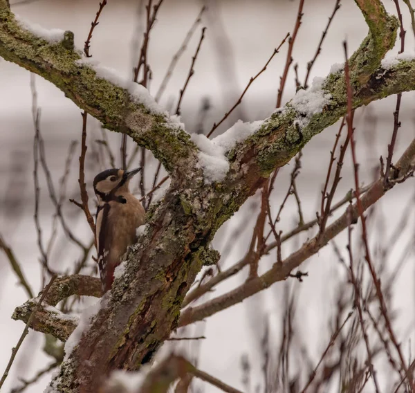 Pica Pau Manchado Cor Pássaro Galho Árvore Inverno Frio Dia — Fotografia de Stock