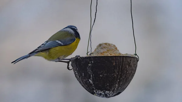 Kuřecí Barva Pták Větvi Stromu Chladném Zimním Oblačném Dni — Stock fotografie