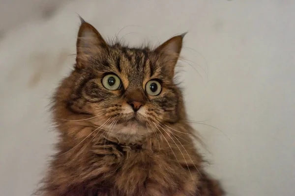 Таббі Коричневий Сірий Кіт Довгими Вухами Зеленими Красивими Очима — стокове фото