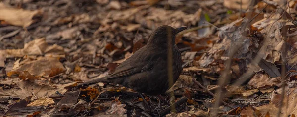 Amsel Kalten Winter Bewölkter Tag Mit Trockenen Traurigen Blättern — Stockfoto