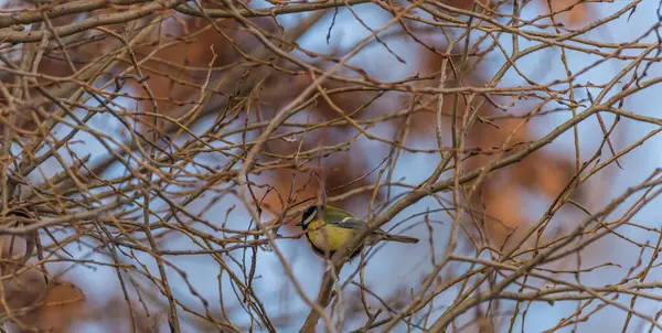 Chickadee Vogel Winterbusch Ohne Blätter Mit Blauem Cloiudy Himmel — Stockfoto