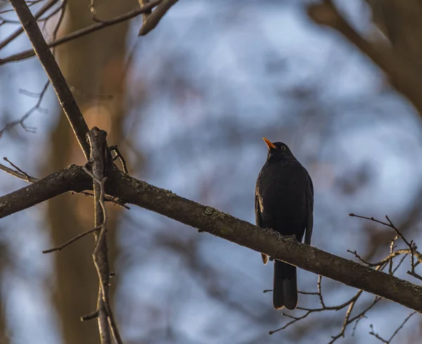 Blackbird Mroźny Zimowy Pochmurny Dzień Suchy Smutny Liść — Zdjęcie stockowe