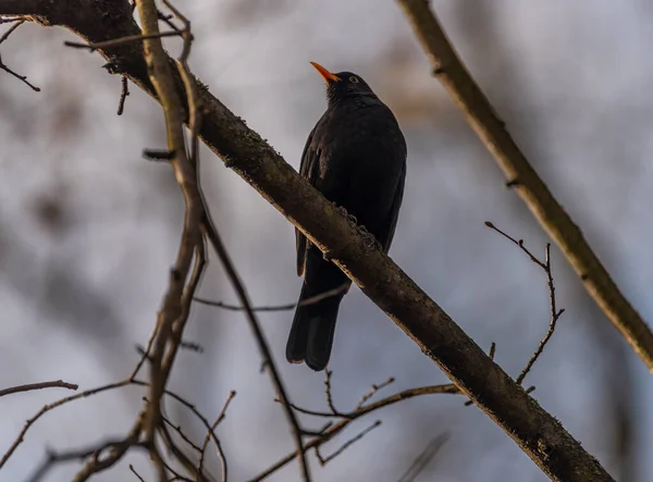 乾燥した悲しい葉を持つ寒い冬の曇りの日の黒鳥 — ストック写真