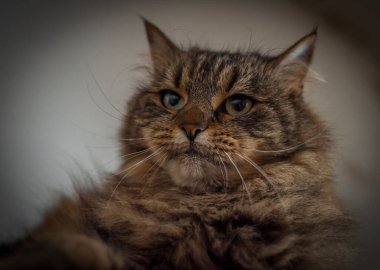 Uzun kulaklı ve yeşil gözlü tekir kahverengi kedi.