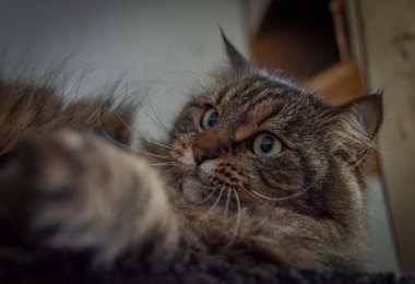 Uzun kulaklı ve yeşil gözlü tekir kahverengi kedi.