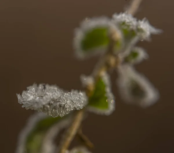 Feuilles Branches Gelées Hiver Matin Froid Ensoleillé — Photo