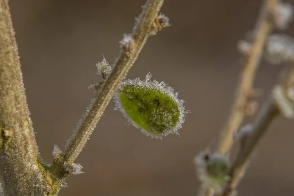 Ледяные Листья Ветви Зимой Солнечным Холодным Утром — стоковое фото