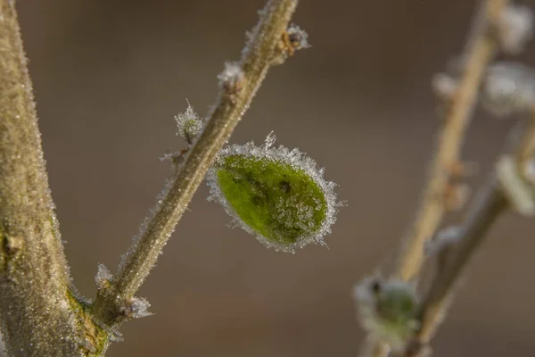 Frusna Blad Och Grenar Vintern Solig Kall Morgon — Stockfoto