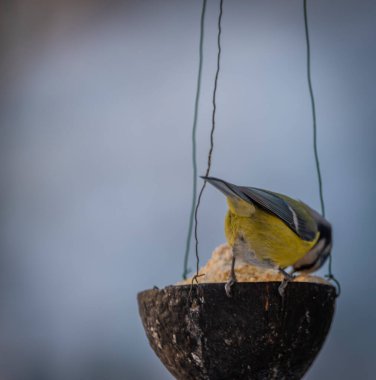 Soğuk kış bulutlu bir günde ağaçtaki tavuk rengi kuş.
