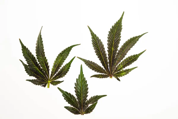 Francuskie Ciasteczka Odmiany Kwiat Marihuany Białym Zimnym Tle — Zdjęcie stockowe