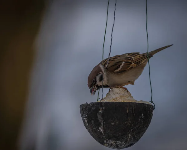 Sparrow Bird Cold Winter Cloudy Snowy Day — 图库照片