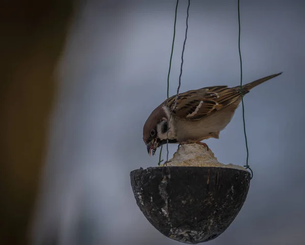 寒い冬の曇りの雪の日に雀鳥 — ストック写真