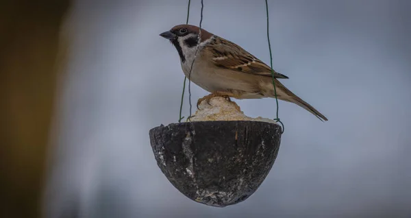 Sparrow Bird Cold Winter Cloudy Snowy Day — Stockfoto