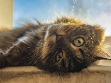 Güneşli bir sabahta pencerenin yanındaki tekir kedicik.