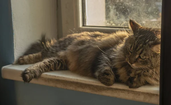 Tabby Kleine Katze Fenster Sonniger Farbe Morgen — Stockfoto