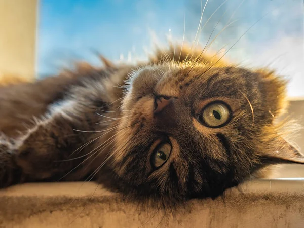 Tabby Μικρή Γάτα Κοντά Στο Παράθυρο Ηλιόλουστο Χρώμα Πρωί — Φωτογραφία Αρχείου