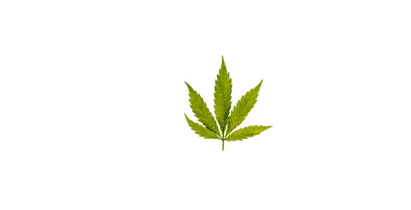 Marihuana Kleur Groen Blad Witte Achtergrond — Stockfoto