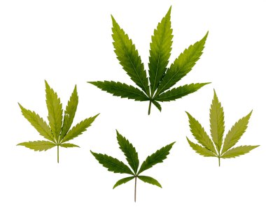 Beyaz arkaplanda marihuana rengi yeşil yapraklar