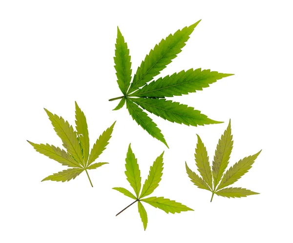 Marijuana Färg Gröna Blad Vit Bakgrund — Stockfoto