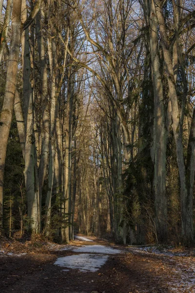 Chemin Près Javorice Hill Hiver Forêt Enneigée — Photo