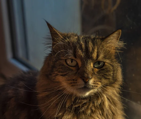 Tabby Liten Katt Nära Fönstret Solig Färg Morgon — Stockfoto