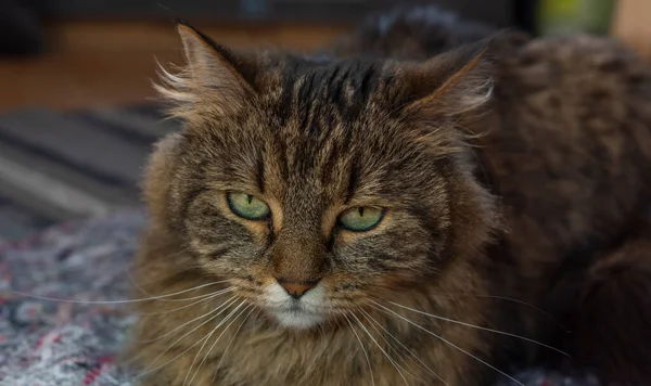 Tabby Liten Katt Nära Fönstret Solig Färg Morgon — Stockfoto