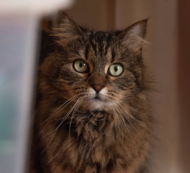 Ahşap masadaki tekir kedicik. Arka planı karanlık.