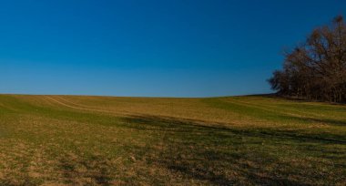 Kışın yeşil tarla ve mavi gökyüzü Litovel Moravia bölgesinde güneşli bir sabah
