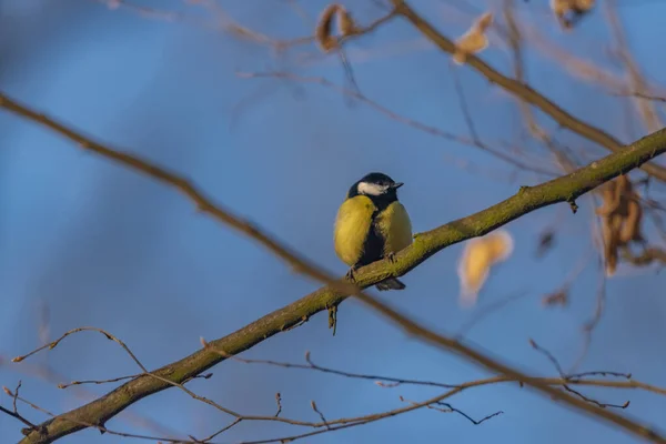 Птица Голубым Небом Фоне Зимнего Холодного Солнечного Утра — стоковое фото