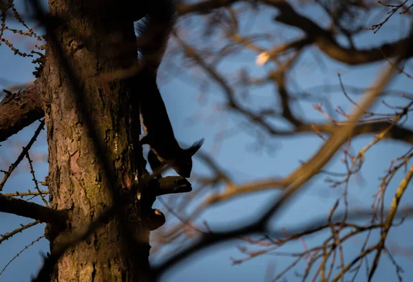 Braunes Eichhörnchen Auf Großem Baum Mit Blauem Hintergrund Sonnigem Kaltem — Stockfoto