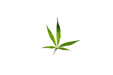 Beyaz arkaplandaki marihuana rengi yeşil yapraklar Gelato kurabiyeleri çeşitliliği
