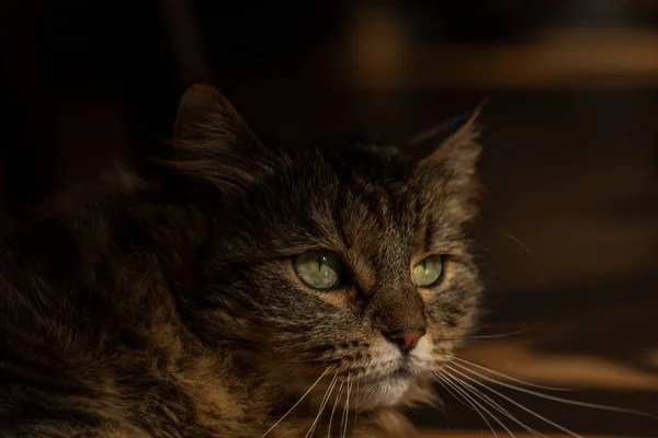 Tabby Kis Macska Fából Készült Asztalon Otthoni Sötét Háttér — Stock Fotó