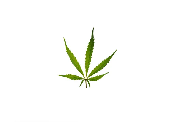 Marihuana Farbe Grüne Blätter Auf Weißem Hintergrund Gelato Cookies Sorte — Stockfoto