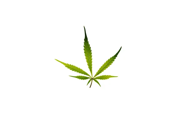 Marihuana Farbe Grüne Blätter Auf Weißem Hintergrund Gelato Cookies Sorte — Stockfoto