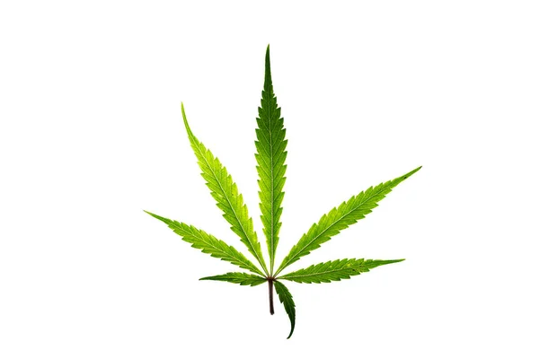 白色背景的大麻绿色叶子杰拉尔多饼干种类繁多 — 图库照片