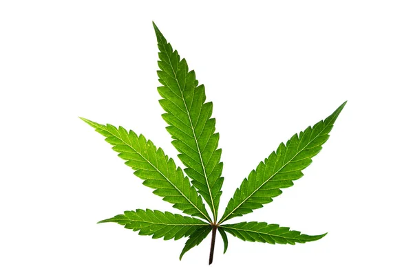 白色背景的大麻绿色叶子杰拉尔多饼干种类繁多 — 图库照片