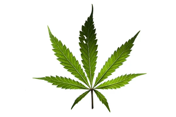 Marijuana Färg Gröna Blad Vit Bakgrund Gelato Cookies Sort — Stockfoto