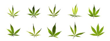 Marihuana Yaprakları Ansiklopedisi 'ni imzalayın. Beyaz yapraklı ve yeşil sarı yapraklı.