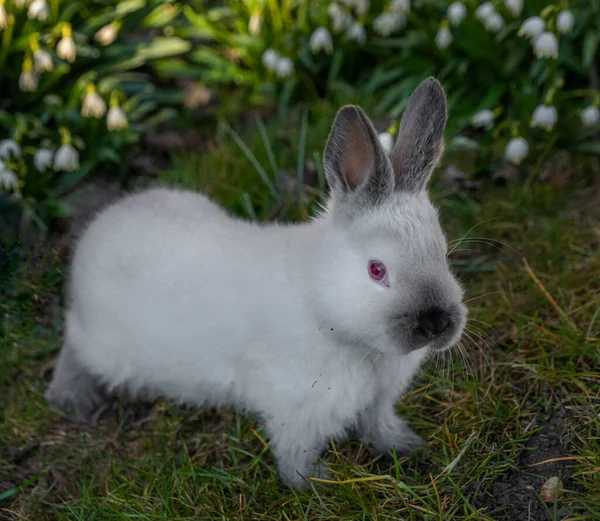 年轻的兔子在绿草上 长着雪花般的花朵和日出的光芒 — 图库照片
