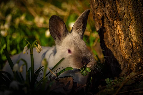 Молодые Кролики Зеленой Траве Цветком Снежинки Солнечным Светом — стоковое фото