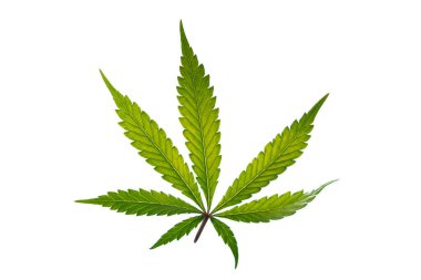 Beyaz arkaplandaki marihuana rengi yeşil yapraklar Gelato kurabiyeleri çeşitliliği