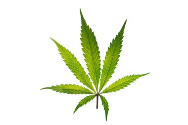 Beyaz arkaplandaki marihuana rengi yeşil yapraklar Gelato kurabiyeleri çeşitliliği